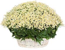 Цветочная композиция из Ромашки в корзине #REPLACE_PRED# Высоцке